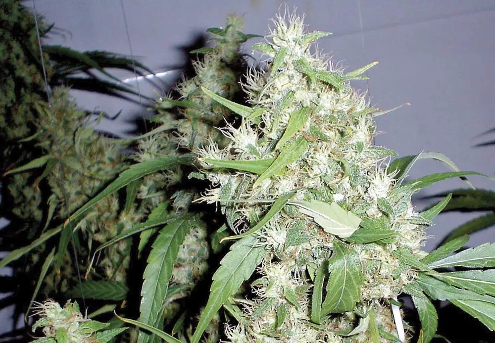 Critical Rapido Auto de Barney's Farm