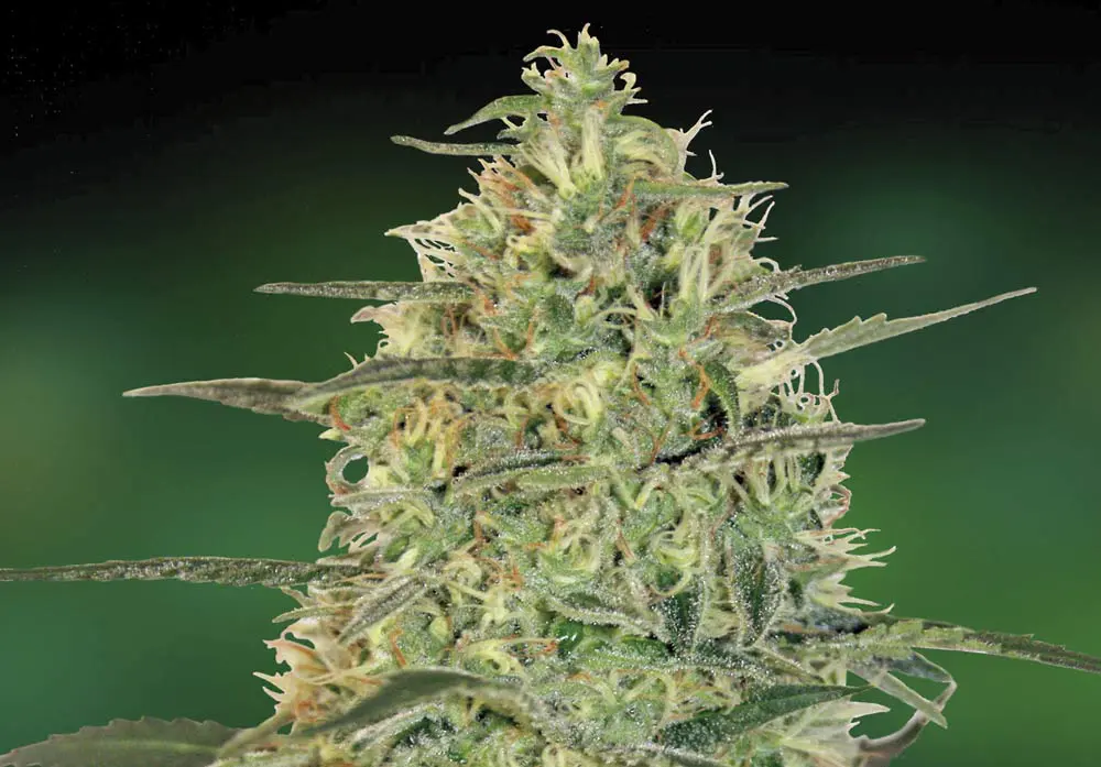 Malana Bomb Auto de Barney's Farm