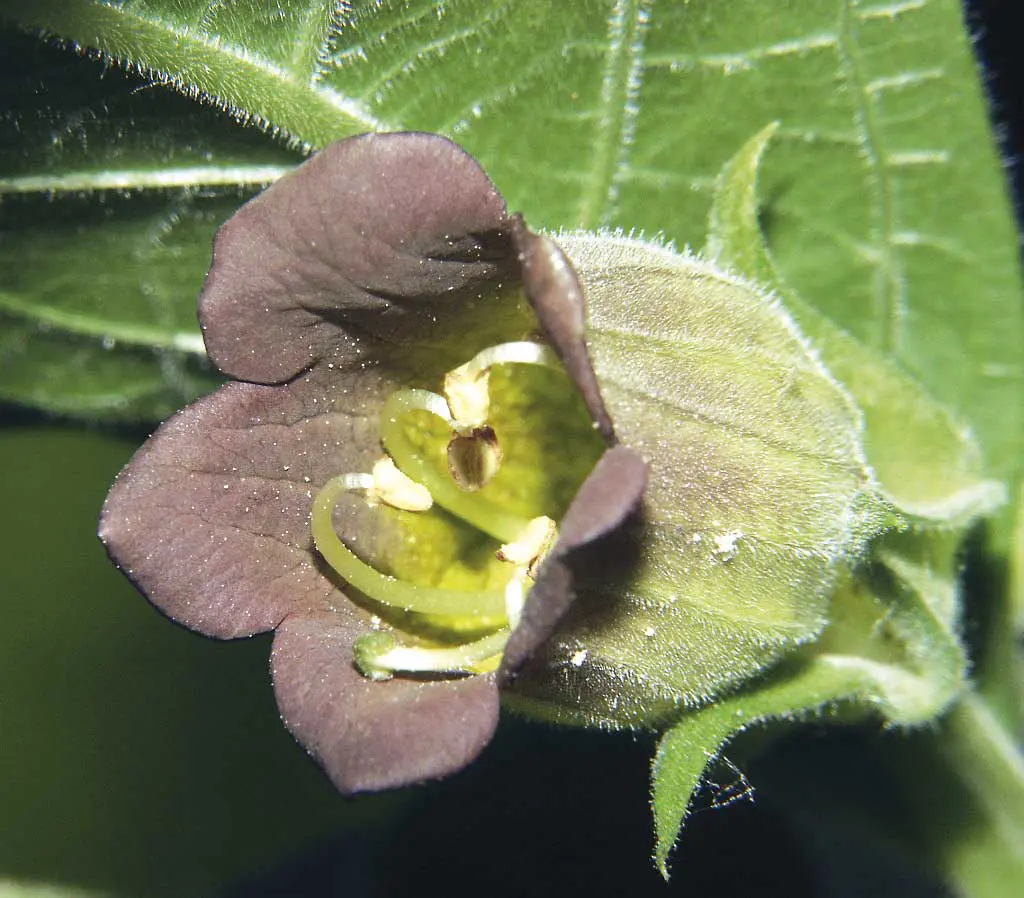 Atropa belladonna