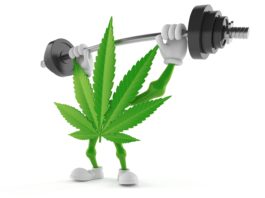 Cannabis character lifting heavy barbell