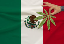 green leaf of cannabis in a man���s hand against the background of a colored state flag, the concept of legalization, trade, production and use of drugs in the country