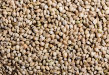 La potencia del cannabis en sus semillas Hemp seeds