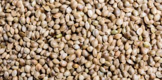 Hemp seeds