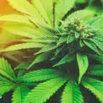Marijuana Plant