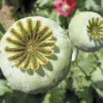 Papaver somniferum