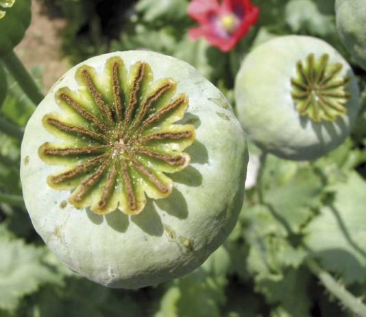 Introducción a las drogas inteligentes Papaver somniferum