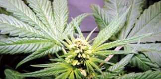 planta cannabis con semillas