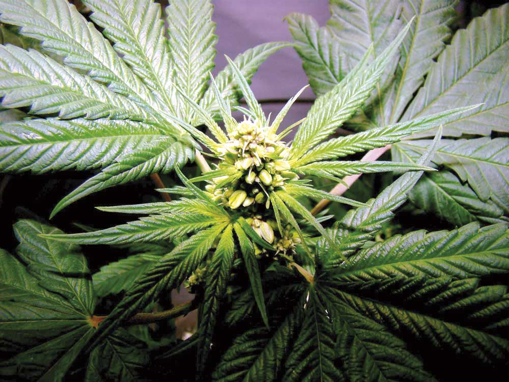 planta cannabis con semillas