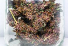 Cómo cultivar variedades autoflorecientes Purple Kush
