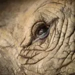 Cuidar la piel agrietada con cannabis rhino skin, texture of rhino skin for background