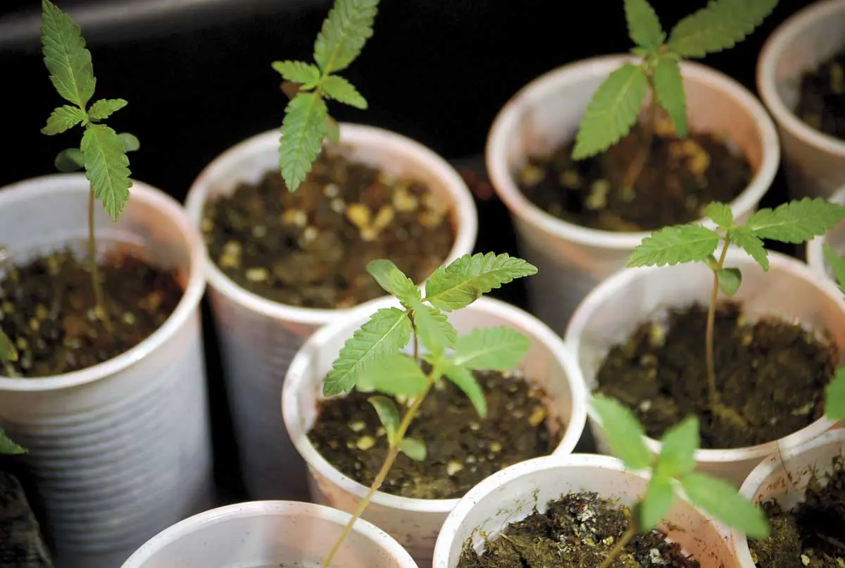plantas