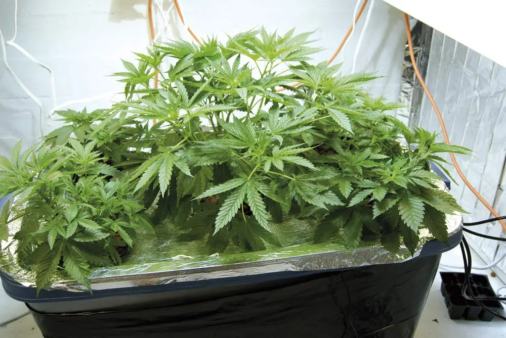 Aprovechar al máximo el espacio de cultivo de cannabis