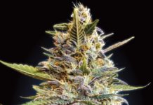 Todo lo que debes saber sobre plantas autoflorecientes (III) ADVANCED SEEDS AUTO BLUE DIESEL