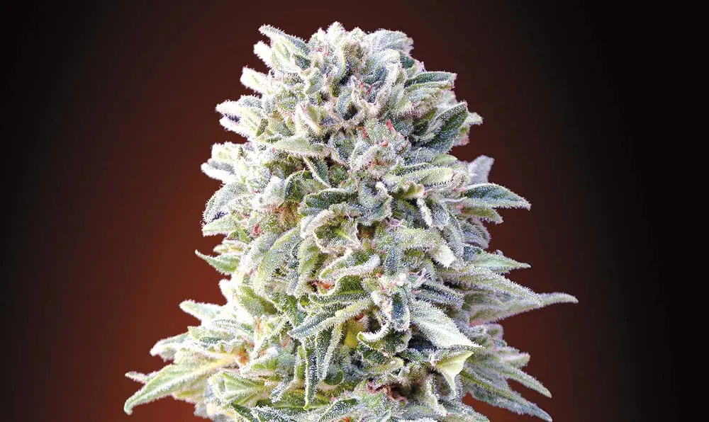 ADVANCED SEEDS AUTO JACK HERER