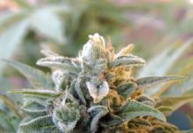 ¿Cuándo se legalizará la marihuana en Estados Unidos? ADVANCED SEEDS AUTO SWEET DWARF
