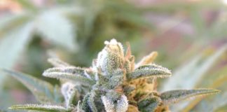 ADVANCED SEEDS AUTO SWEET DWARF