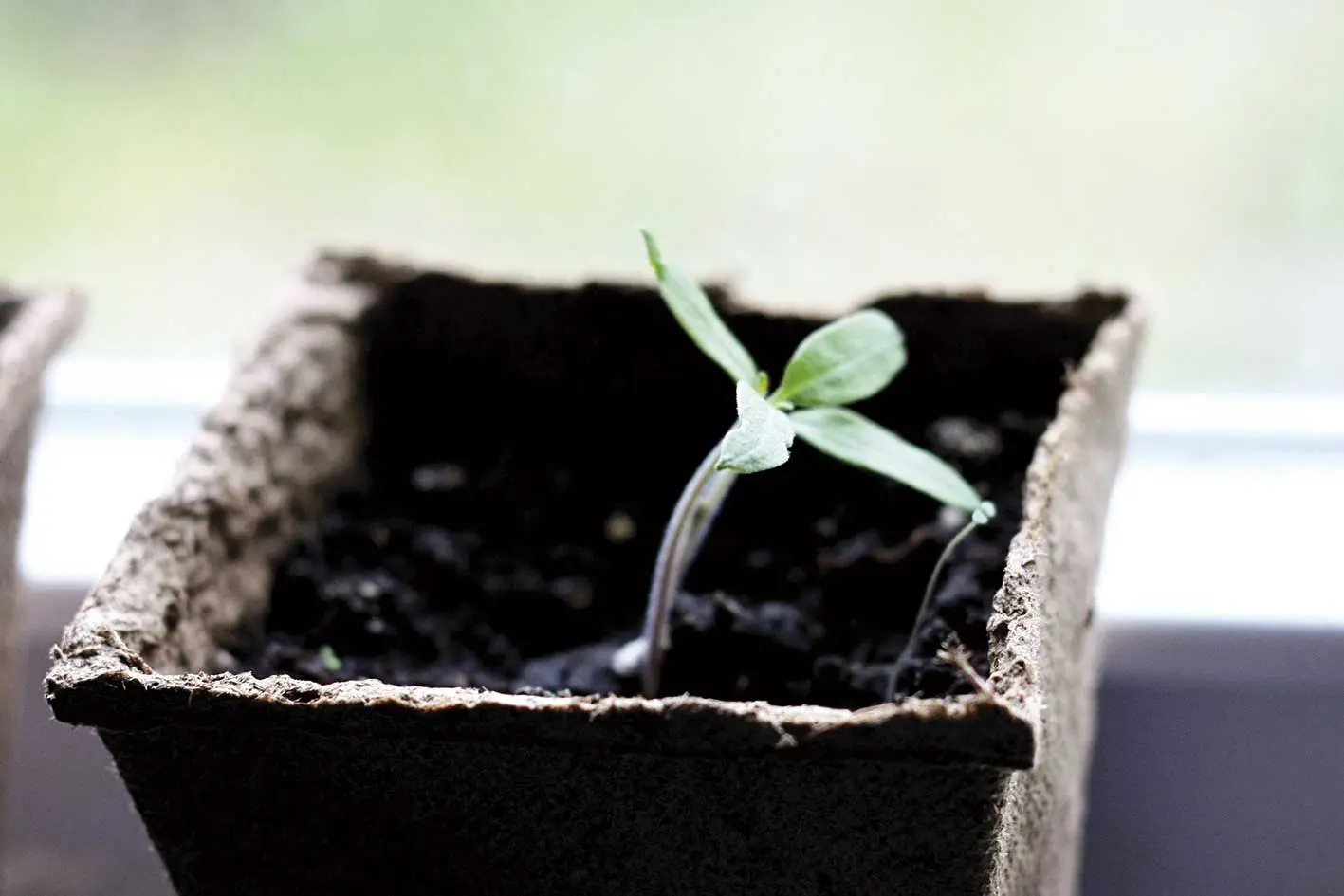 Cualquier planta crece en un sustrato apropiado