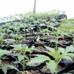 Plantitas de cannabis en crecimiento