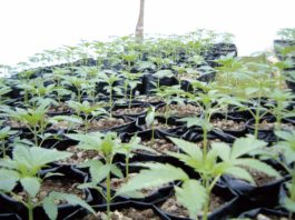Plantitas de cannabis en crecimiento