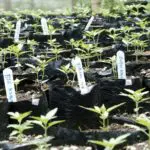 Selección de plantas madre de cannabis variedades