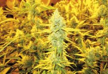 Sistemas de alto rendimiento para el cultivo de cannabis (IV) Sistemas de alto rendimiento para el cultivo de cannabis (IV)