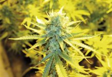 Cómo cultivar variedades medicinales II Cómo cultivar variedades medicinales II