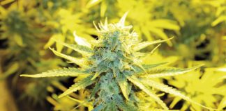 Cómo cultivar variedades medicinales II Cómo cultivar variedades medicinales II