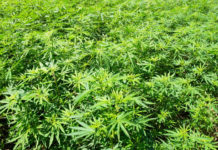 ¿Cómo la legalización del cannabis cambia el mercado de drogas ilegales? Field of green marijuana (hemp)