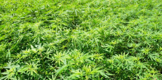 Field of green marijuana (hemp)