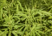 Marruecos aprueba legalizar el cultivo y comercialización del cannabis Lush fields of industrial hemp in summer