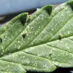 Las enfermedades de las plantas: daños y pérdidas marijuana-plants-on-spider-mites