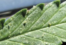 marijuana-plants-on-spider-mites