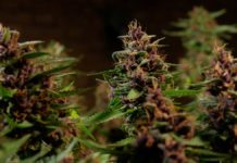Las mejores indicas y sativas de Buddha Seeds que vas a querer cultivar esta temporada Cogollo de purple