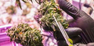 Trimming cannabis buds cannabis harvest