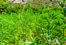 Unas 400.000 familias humildes viven del cultivo de cannabis en Marruecos Wide plantation of marijuana in the Rif Mountains. This area makes Morocco be the world's top supplier of Cannabis.