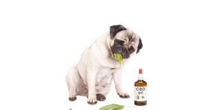 cute pug puppy pet dog eating weed, Cannabis sativa, leaves sitting next to dropper bottle of CBD oil for animals, isolated on white background