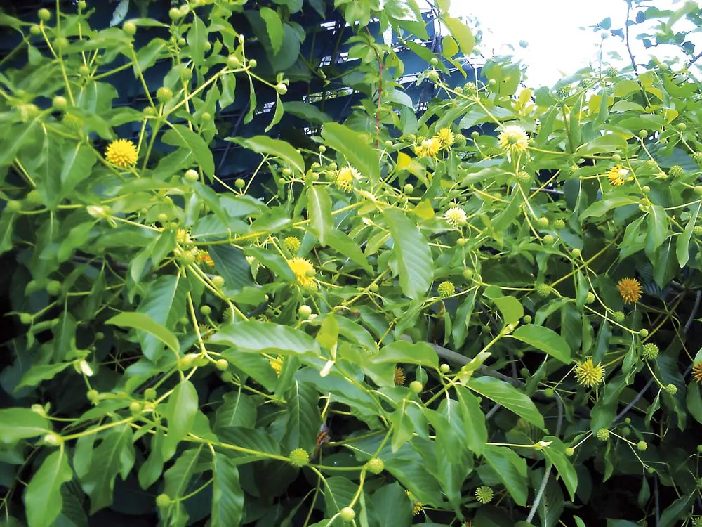 flores de kratom