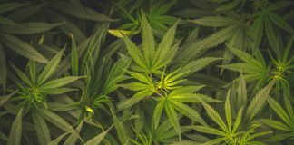 Full frame overhead shot of Medical Cannabis leafs