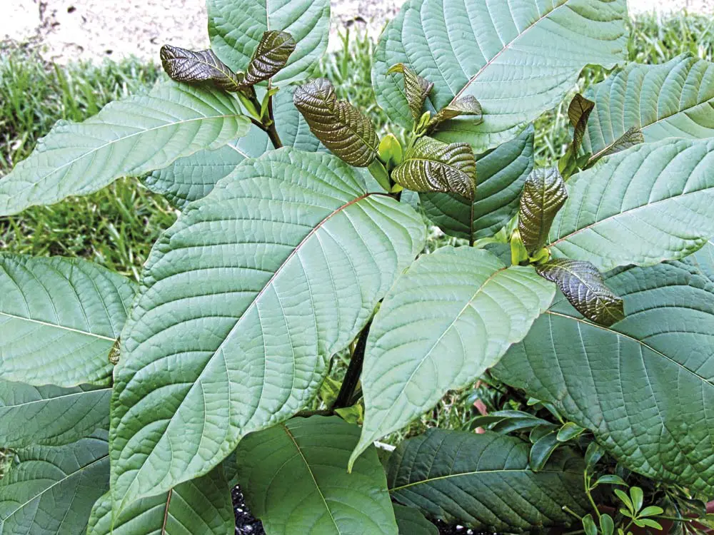 hojas de kratom