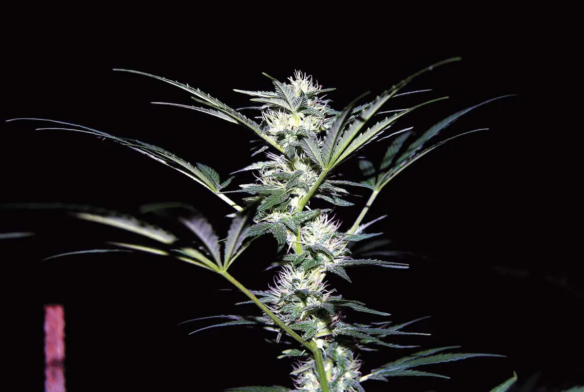 Fertilización del cannabis: La materia orgánica
