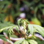 Fertilización mineral