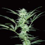Revegetación del cannabis