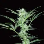 Guía avanzada de revegetación del cannabis Revegetación del cannabis