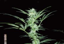 Guía avanzada de revegetación del cannabis Revegetación del cannabis