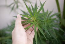 Hand hold cannabis leaf, growing marijuana plant concept Hand holding cannabis