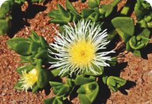 El kanna, un antidepresivo y ansiolítico natural El kanna, un antidepresivo y ansiolítico natural
