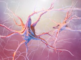 Neurons and nervous system