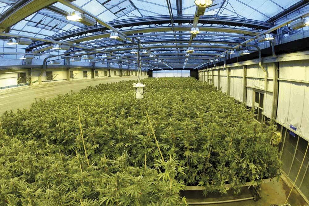 Plantación de cannabis de uso médico
