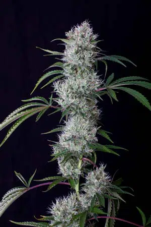 Cookie auto de Buddha Seeds