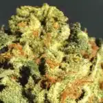 Alternativas ecológicas para el cultivo de Cannabis: Fertilizantes de algas marinas Fertilizantes ecológicos para el cannabis
